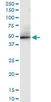 Anti-PER3 Rabbit Polyclonal Antibody