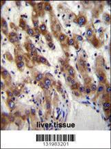 Anti-PHF20 Rabbit Polyclonal Antibody (Biotin)