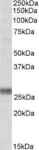 Antibody anti-SNAP23 A82878-100 100 µg