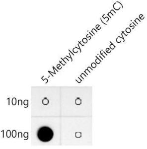 Anti-5-Methylcytosine/5mC Rabbit Monoclonal Antibody [clone: ARC50801]