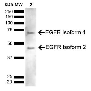 Antibody A304881-100 100 µg