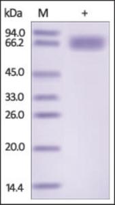 The purity of rh AXL / UFO was determined by DTT-reduced (+) SDS-PAGE and staining overnight with Coomassie Blue.