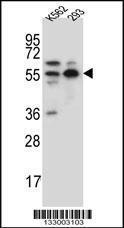 Anti-NAE1 Rabbit Polyclonal Antibody (APC (Allophycocyanin))