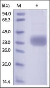 The purity of rh AZU1 / HBP was determined by DTT-reduced (+) SDS-PAGE and staining overnight with Coomassie Blue.