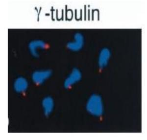 Anti-gamma Tubulin Antibody