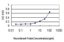 Anti-ATG12 Mouse Monoclonal Antibody [clone: 2H8]