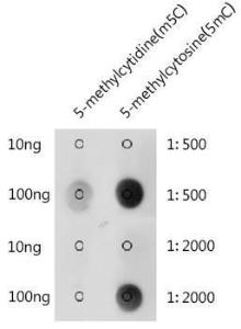 Anti-5-Methylcytosine/5mC Antibody (A310037) was tested in dot blot against 5-methylcytidine(m5C) and 5-methylcytosine(5mC)