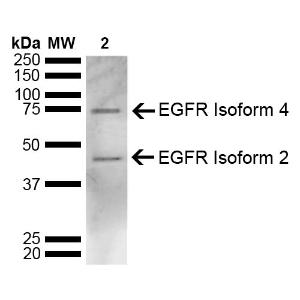 Antibody A304882-100 100 µg