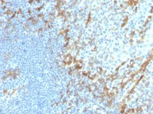 Anti-Podocalyxin Rabbit Recombinant Antibody [clone: PDPN/4009R]