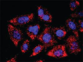 Anti-E2F2 Antibody Pair