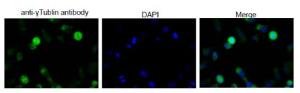 Anti-gamma Tubulin Antibody