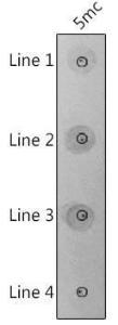 Dot blot analysis of a mixture using Anti-5-Methylcytosine/5mC Antibody (A310037) Line 1: 293F cellls transfected with TET2 Protein Line 2: Another 293F cellls transfected with TET2 Protein Line 3: 293F cellls transfected with GFP-3 Protein Line 4: DNMT1 knockout (KO) 293F cells