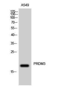 Western blot analysis of A549 cells using Anti-Myelodysplasia Syndrome 1 Antibody