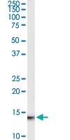 Anti-MIF Goat Polyclonal Antibody