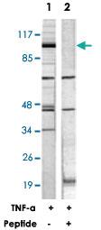 Anti-HSP90AB1 Rabbit Polyclonal Antibody