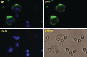 Anti-MCAM Mouse Polyclonal Antibody