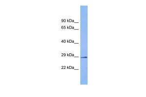 Anti-C6orf203 Rabbit Polyclonal Antibody