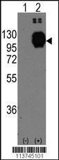 Anti-CDH13 Rabbit Polyclonal Antibody