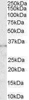 Anti-FCGR2B Goat polyclonal antibody