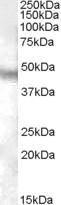 Anti-NPFFR1 Antibody (A84477) (003 µg/ml) staining of Human Brain (Cerebellum) lysate (35 µg protein in RIPA buffer) Primary incubation was 1 hour Detected by chemiluminescence