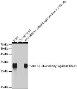 Immunoprecipitation analysis of 100 µg extracts of Eukaryotic expression of GFP using 30µl of Anti-GFP Nanobody (Agarose Beads) (A310038)