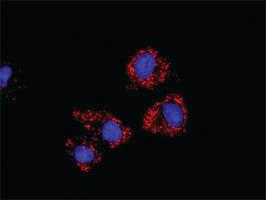 Anti-HDAC2 + HIF1A Antibody Pair