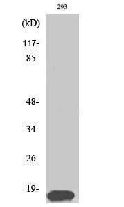 Western blot analysis of various cells using Anti-Histone H3 Antibody