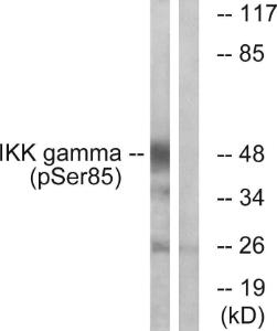 Antibody anti-IKK-gamma phospho SER85