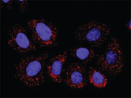 Anti-HDAC2 + HIF1A Antibody Pair