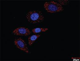 Anti-HDAC2 + HIF1A Antibody Pair