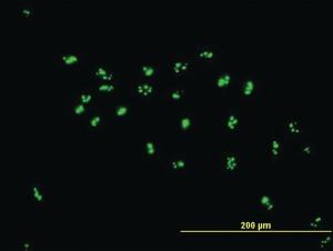 Anti-LYAR Mouse Polyclonal Antibody