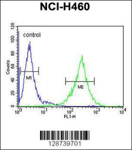 Anti-TEX37 Rabbit Polyclonal Antibody