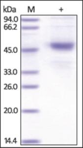 The purity of rh CD37 /Tspan-26 Fc Chimrea was determined by DTT-reduced (+) SDS-PAGE and staining overnight with Coomassie Blue.