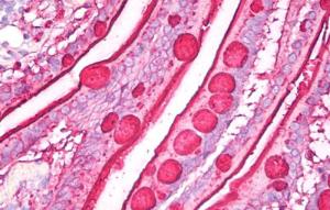 Immunohistochemistry staining of human small intestine (paraffin sections) using Anti-Blood Group Lewis b Antibody (A85997)