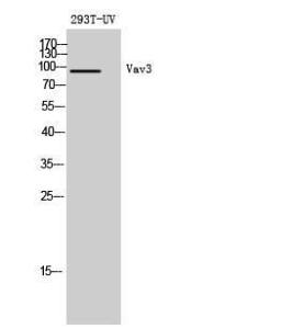 Western blot analysis of 293T UV cells using Anti-VAV3 Antibody