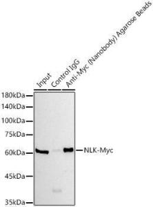 Anti-Myc Tag antibody