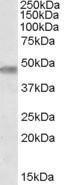 Anti-TOM1L1 Antibody (A84479) (0.3 µg/ml) staining of Human Brain (Cerebellum) lysate (35 µg protein in RIPA buffer). Primary incubation was 1 hour. Detected by chemiluminescence