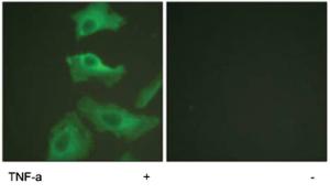 Anti-HSP90AB1 Rabbit Polyclonal Antibody