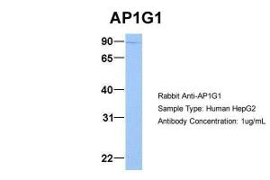 Anti-AP1G1 Rabbit Polyclonal Antibody