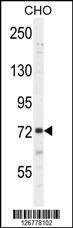 Anti-SORBS1 Rabbit Polyclonal Antibody (Biotin)