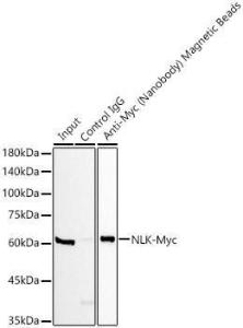 NANOBODY A310041-500 500 µl