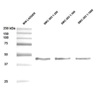 Western blot analysis of human Epithelial cell (A431) lysates showing detection of ~47 kDa Hsp47 protein using Anti-HSP47 Antibody [1C4-1A6] (A304884) at 1:250 1:1,000 for 1 hour at room temperature