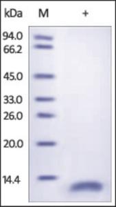 The purity of rh CD9 was determined by DTT-reduced (+) SDS-PAGE and staining overnight with Coomassie Blue.