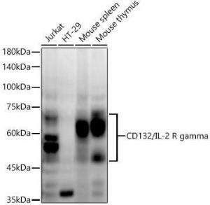 Antibody A308969-100 100 µl