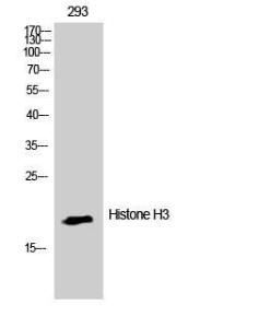 Western blot analysis of 293 cells using Anti-Histone H3 Antibody