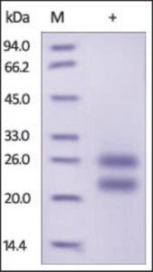 The purity of rh CD69 was determined by DTT-reduced (+) SDS-PAGE and staining overnight with Coomassie Blue.