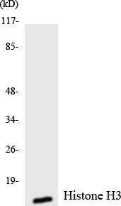 Antibody A95078-100