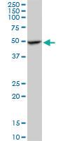 Anti-APMAP Mouse Polyclonal Antibody