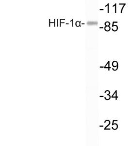 Western blot analysis of lysate from LOVO cells using Anti-HIF-1alpha Antibody