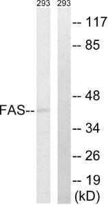 Western blot analysis of lysates from 293 cells using Anti-FAS Antibody. The right hand lane represents a negative control, where the antibody is blocked by the immunising peptide.